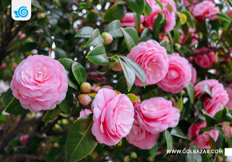 انواع گل زمستانی حیاطی- گل کاملیا