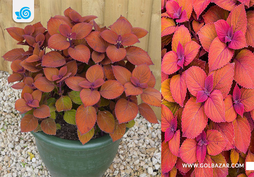 انواع حسن یوسف برگ قرمز