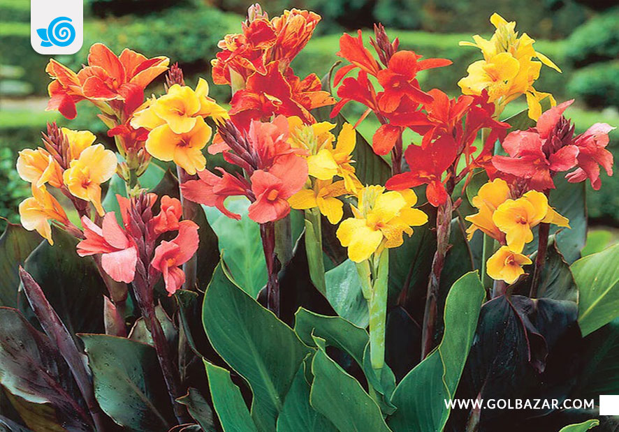 گل فصل پاییز- گل اختر