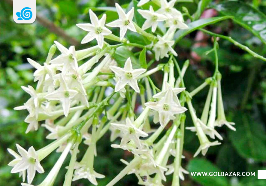 گل یاس کاذب شب بو