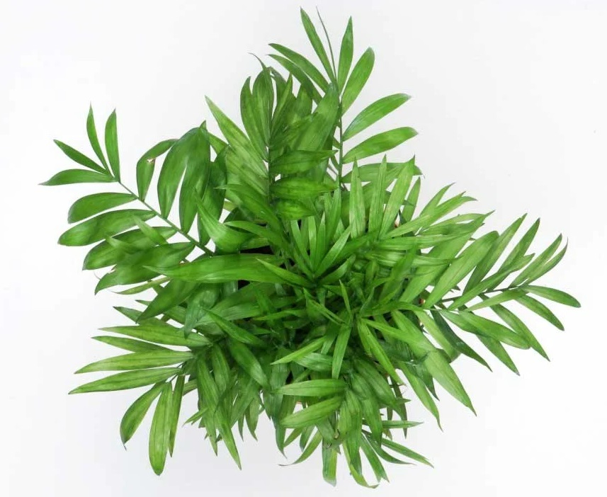 نگهداری نخل شامادورا در خانه