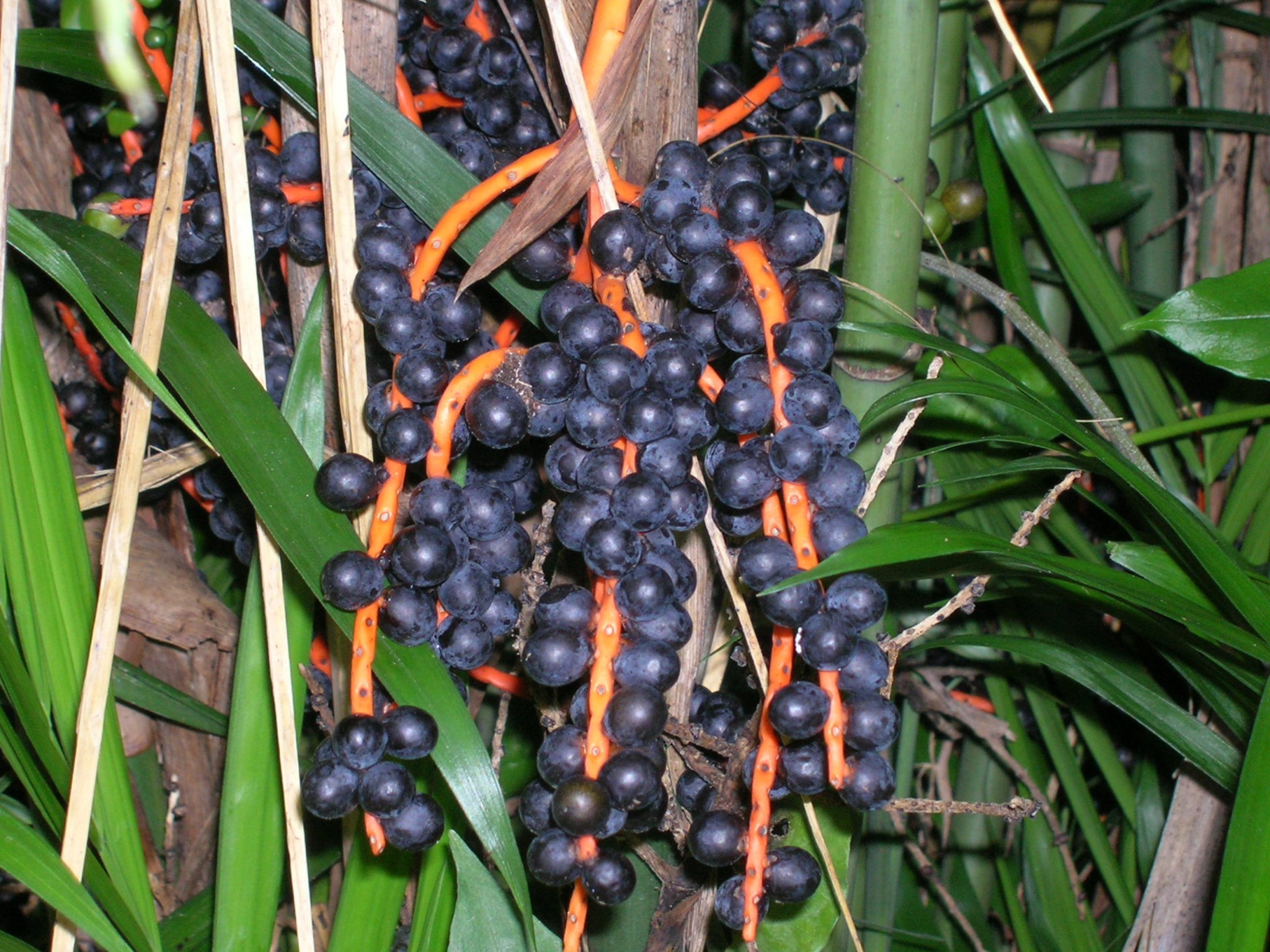 میوه دادن نخل شامادورا