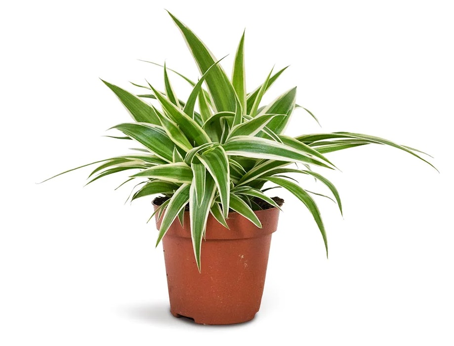 گیاه عنکبوتی