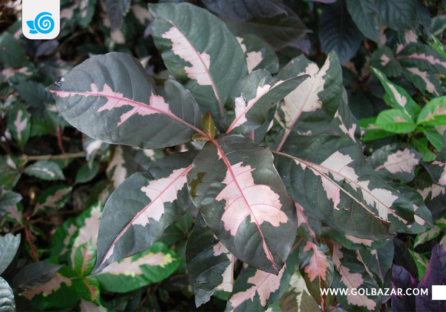 انواع گل کروتون