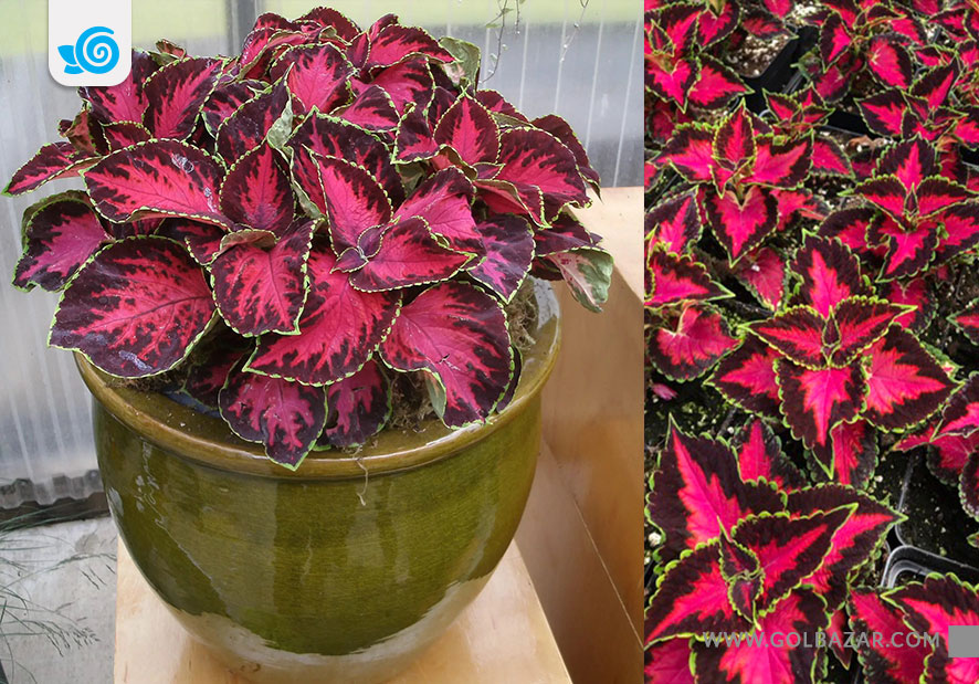 گل حسن یوسف شکلاتی گیلاسی