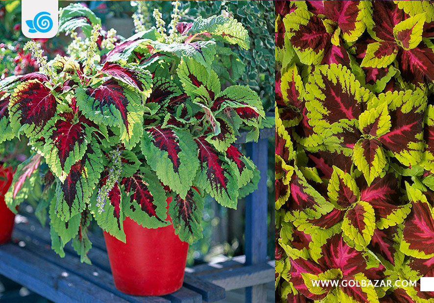 گل حسن یوسف - رز کنگ