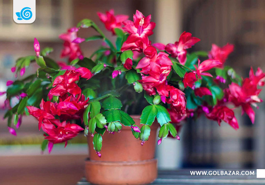 گل های مخصوص پاییز و زمستان - کاکتوس کریسمس