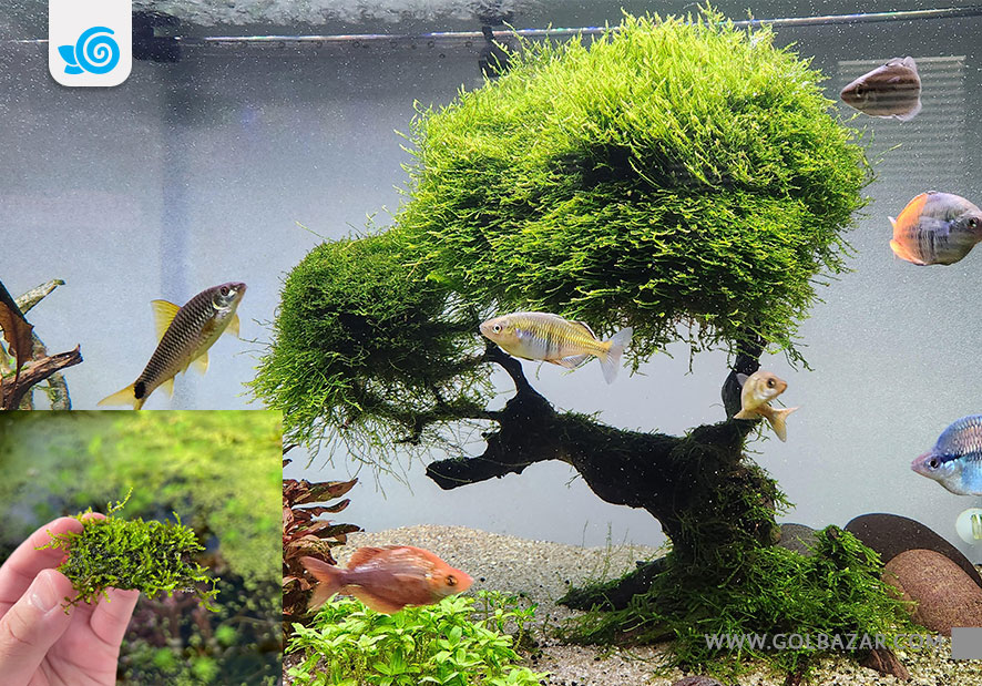 گیاهان آبزی-خزه کریسمس