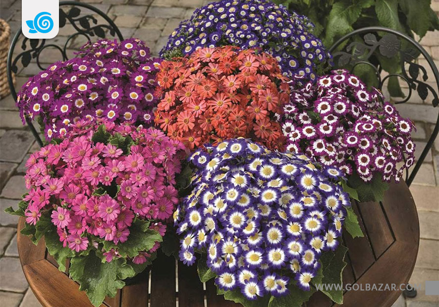 گل های مناسب فصل زمستان - گل سینره