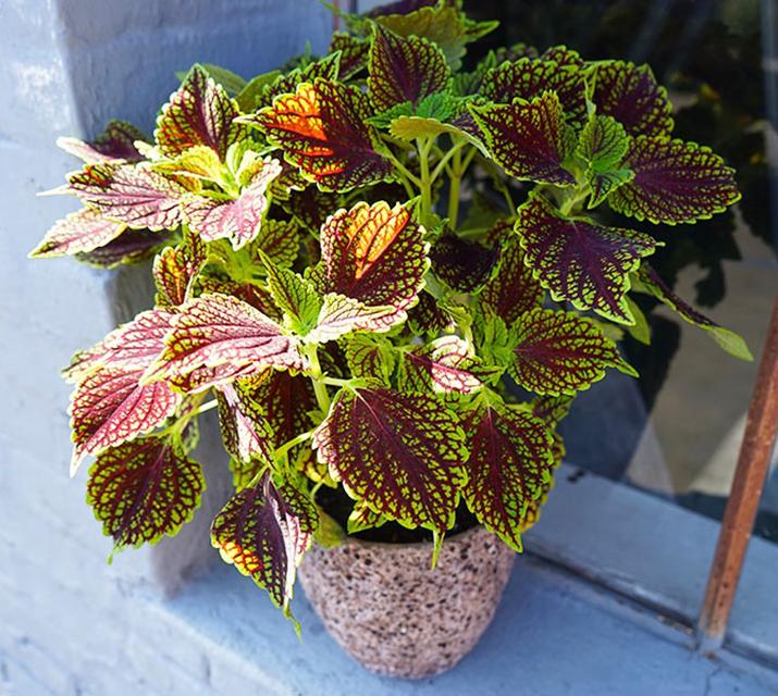 نور مناسب حسن یوسف