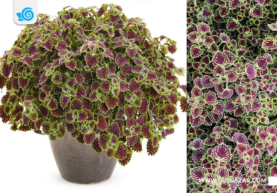 حسن یوسف بلز شکلاتی