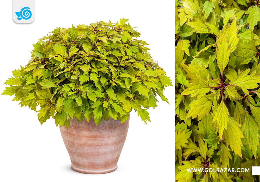 حسن یوسف آناناسی - انواع گل حسن یوسف