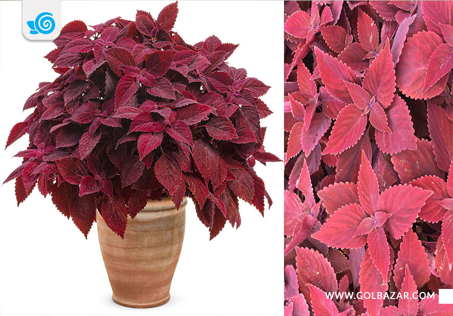 انواع گونه های حسن یوسف