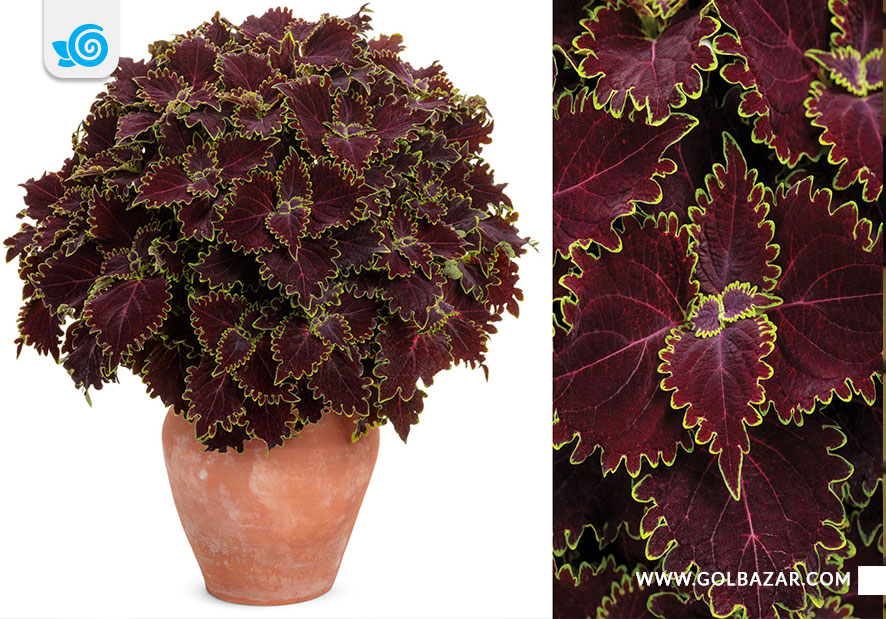 انواع گل های حسن یوسف