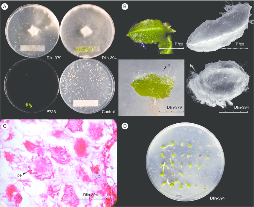 تکثیر گل ارکیده با دانه