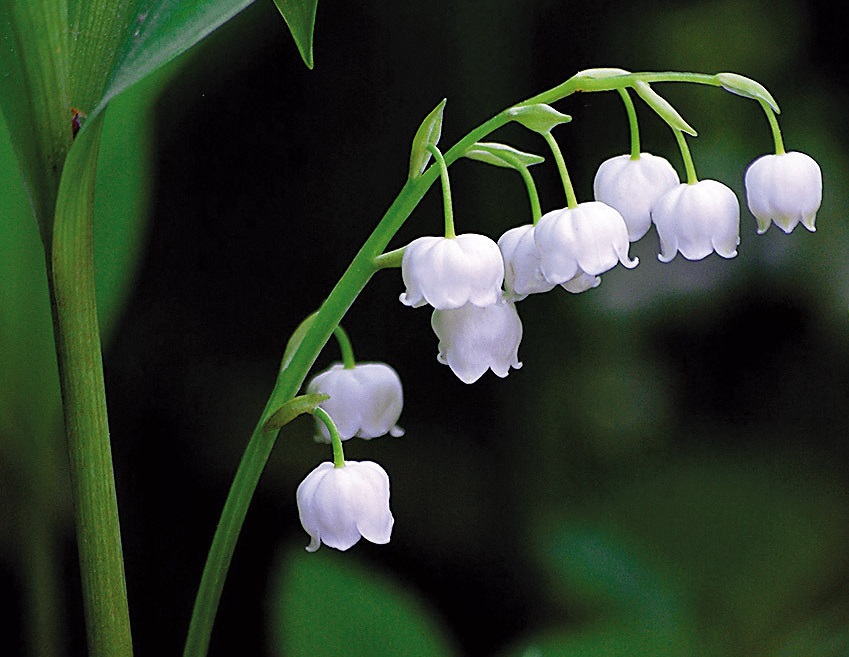 گیاهان گران در ایران