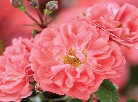 گل رز خوشگل برای حیاط