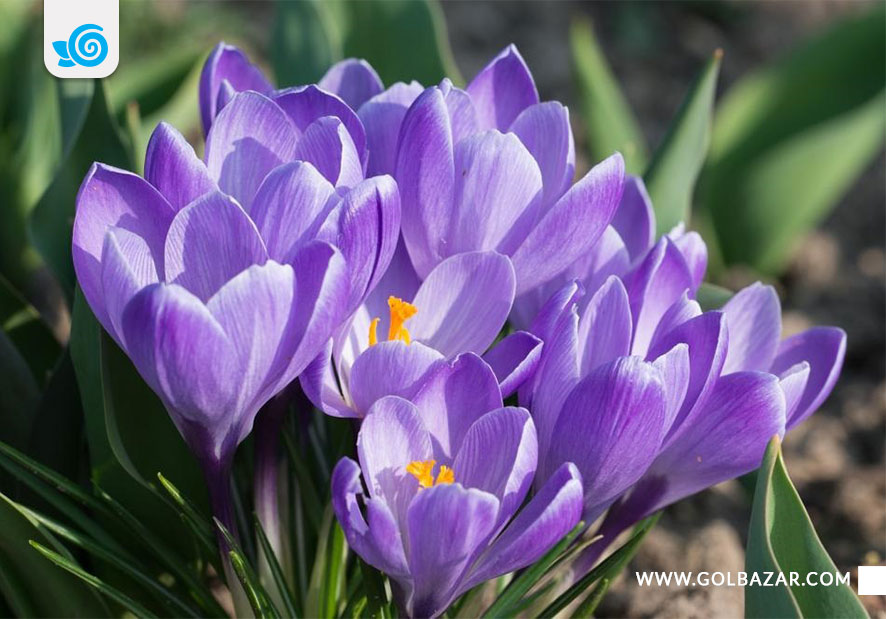 گل هایی که در زمستان گل می دهند - گل زعفران