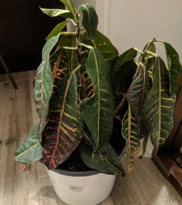 پژمردگی گل کروتون