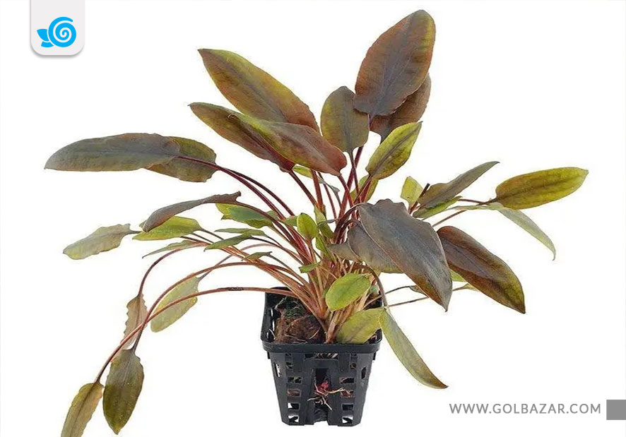 گیاه کریپتوکورین - گیاه آبزی برای آکواریوم