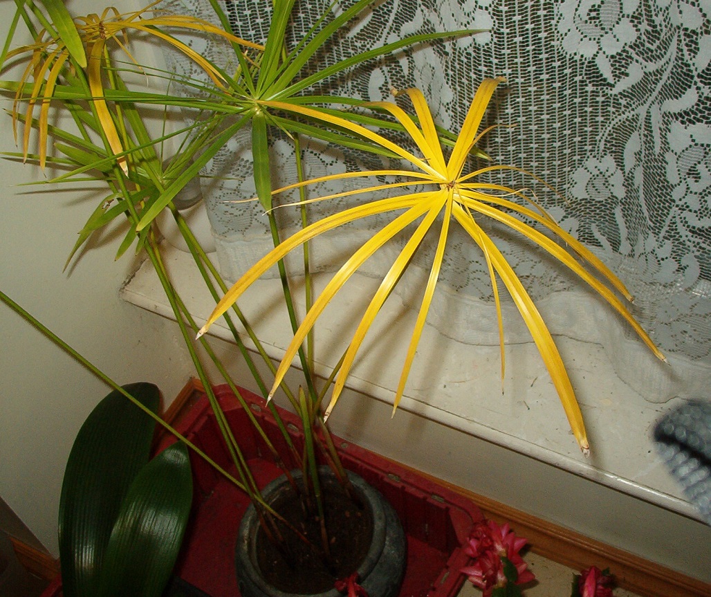 زرد شدن برگ گیاه مرداب