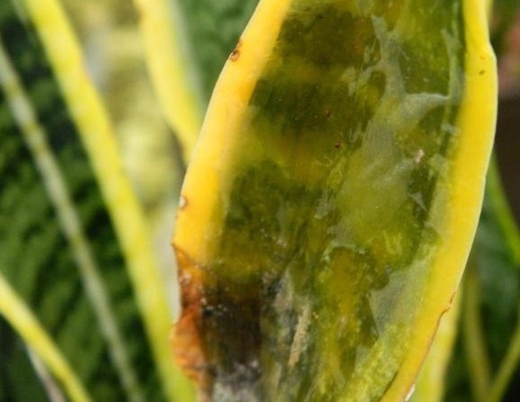 لکه برگی گل سانسوریا