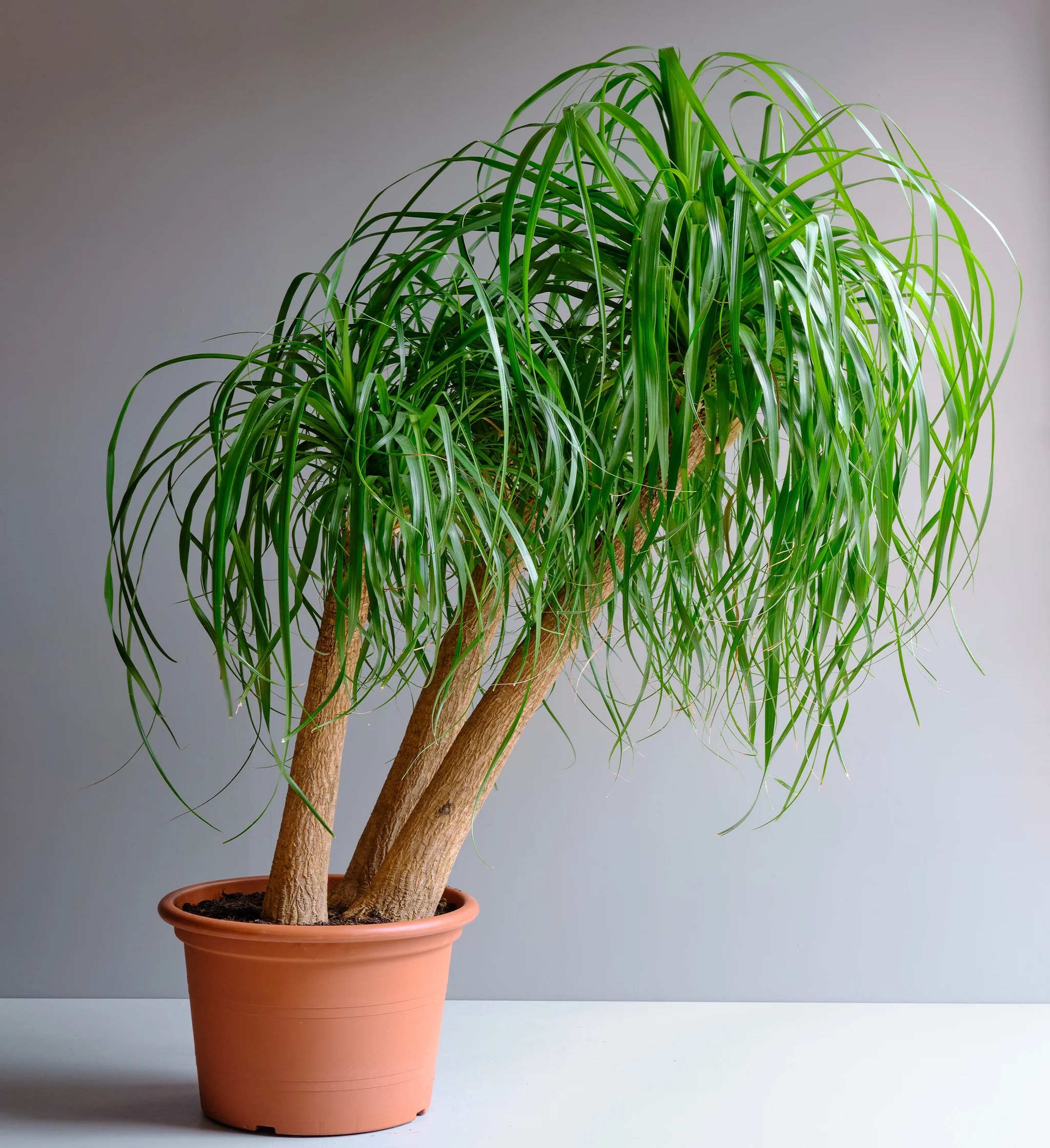 شکستن و کج شدن ساقه لیندا