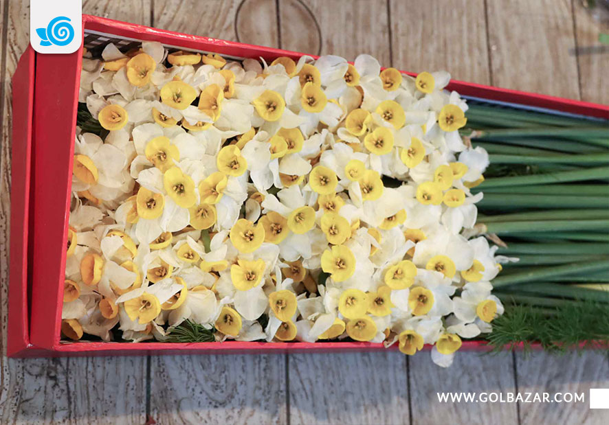 انواع گل و گیاه زمستانی-گل نرگس