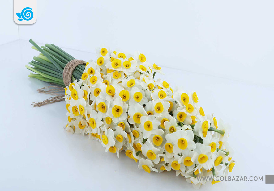 گل زمستانی - گل نرگس