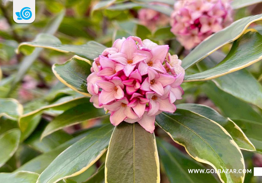 گل زمستانی باغچه - درختچه دافنه