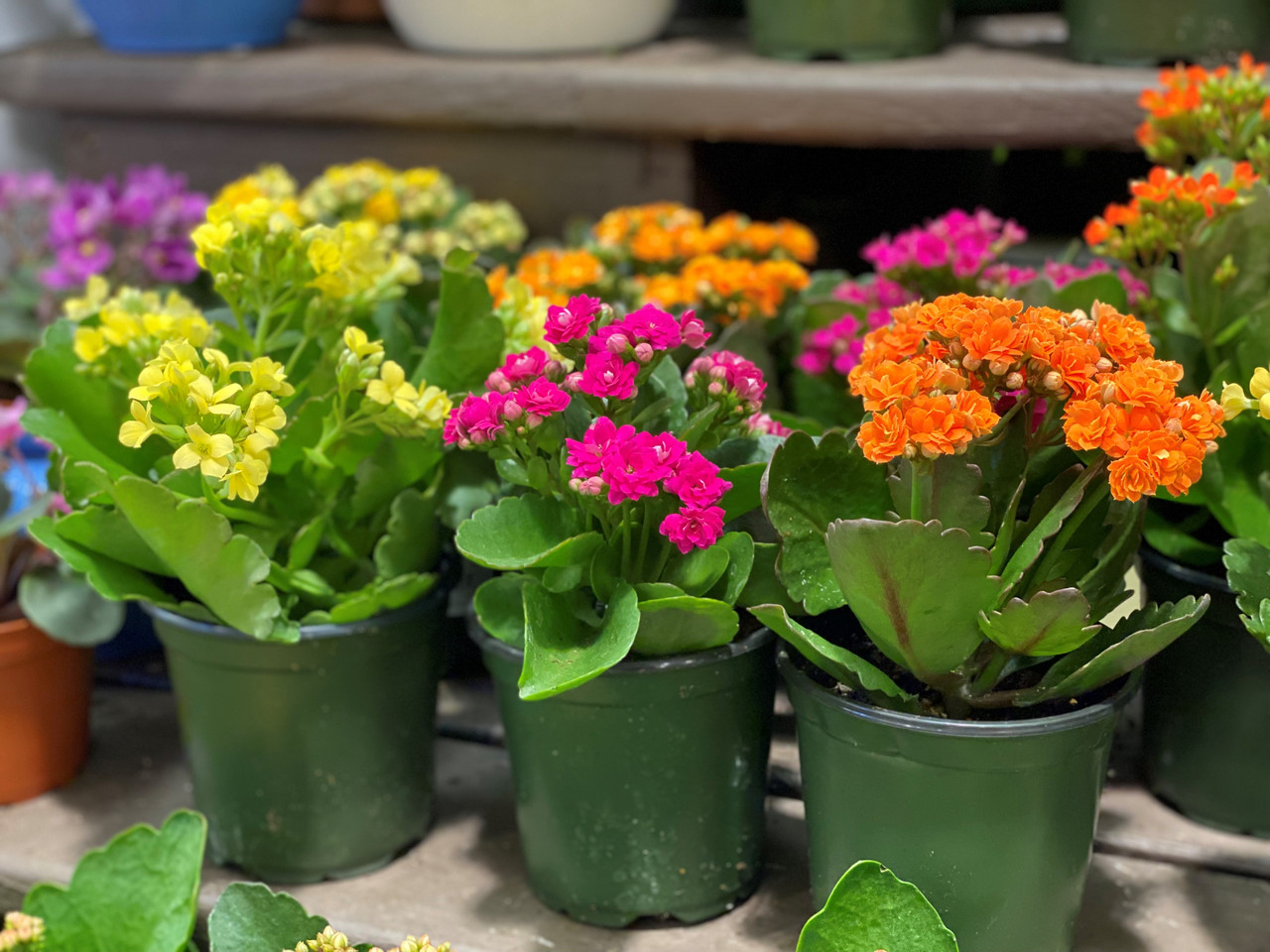 گیاهان گلدار آپارتمانی