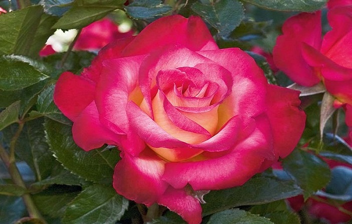 گل رز دورنگ برای حیاط