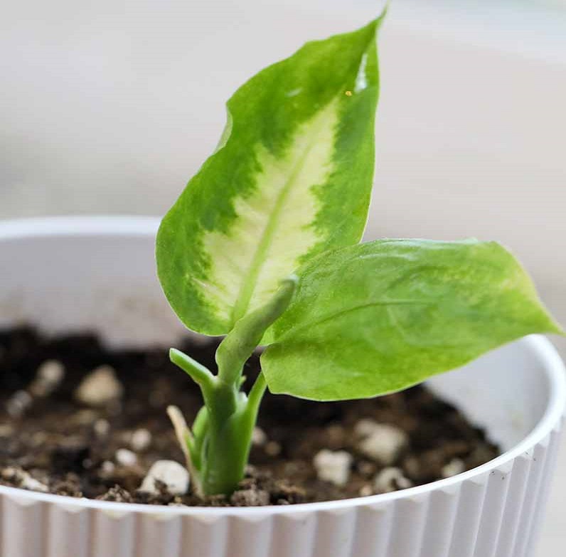 تکثیر دیفن باخیا