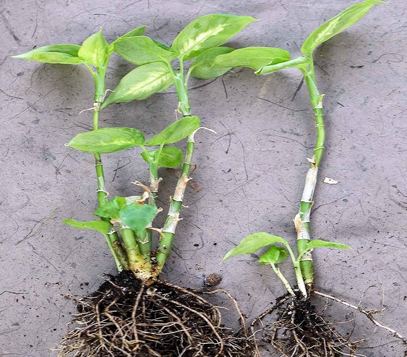 تکثیر دیفن باخیا با پاجوش