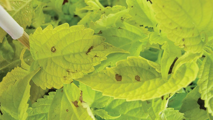 زرد شدن برگ حسن یوسف