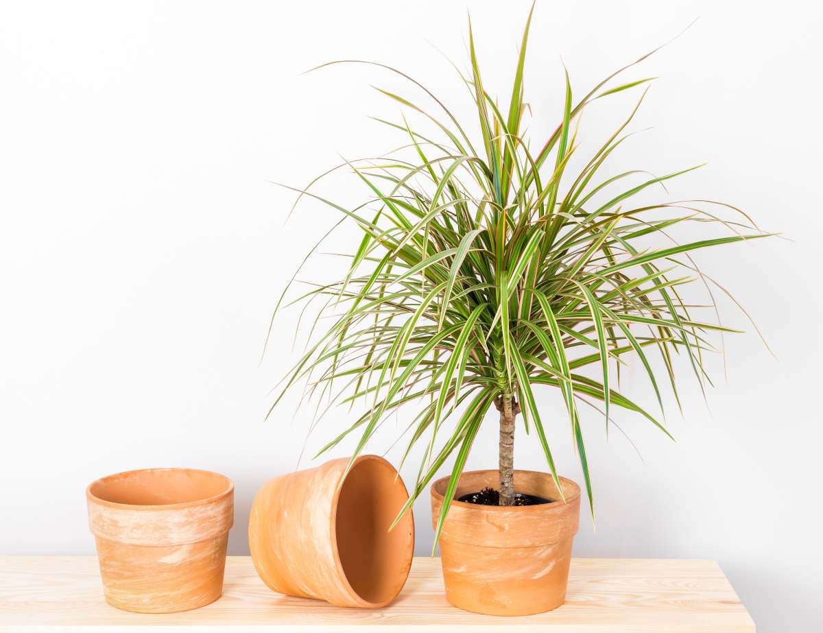 روش تکثیر گل دراسنا