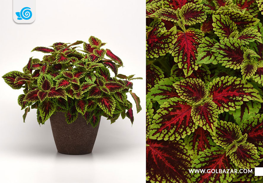 انواع حسن یوسف برگ رنگی