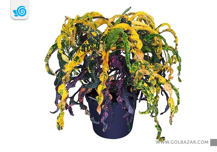 گل کروتون دریدلاک