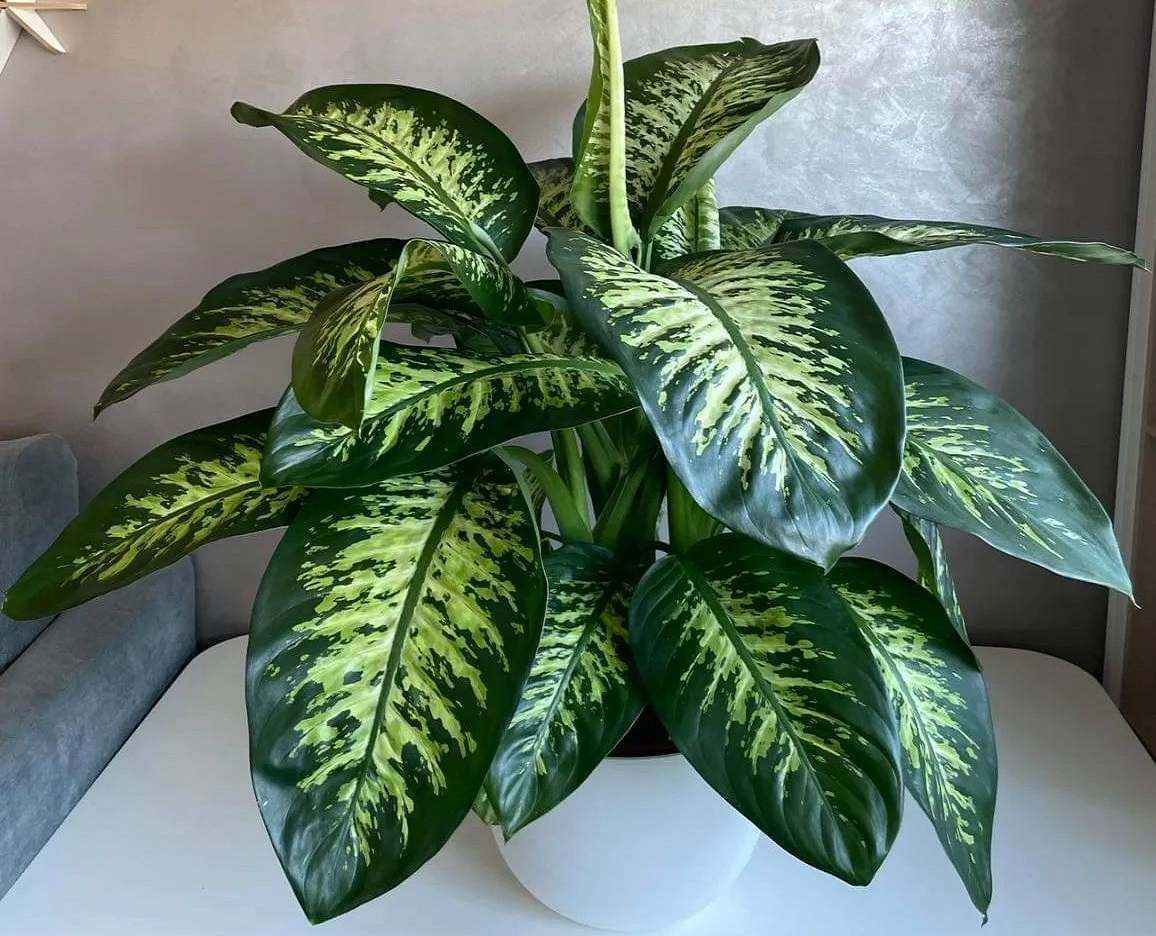 گل برگ پهن ابلق