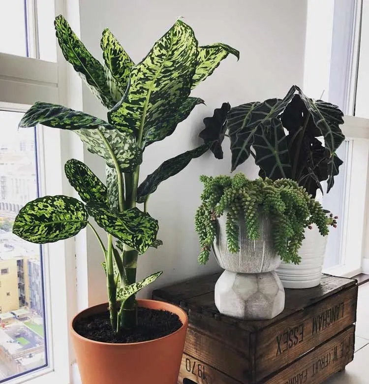 درختچه آپارتمانی تزیینی