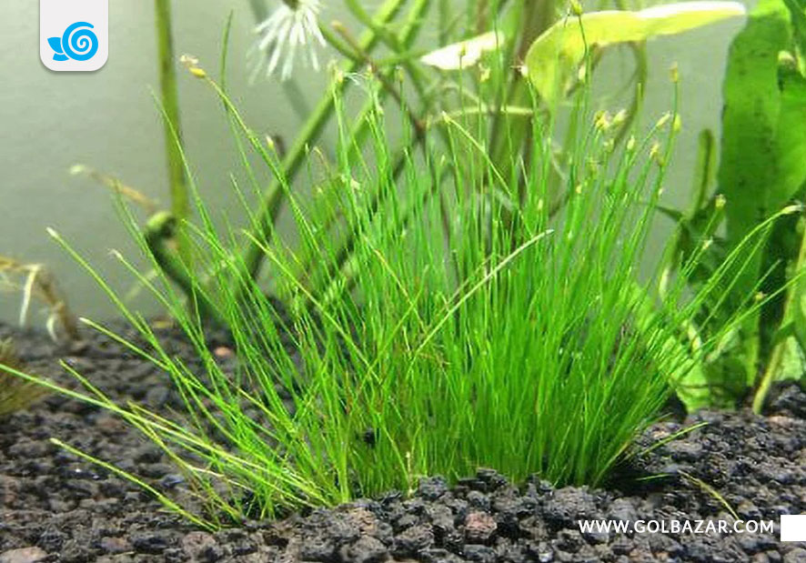 چمن مویی - گیاه آکواریومی