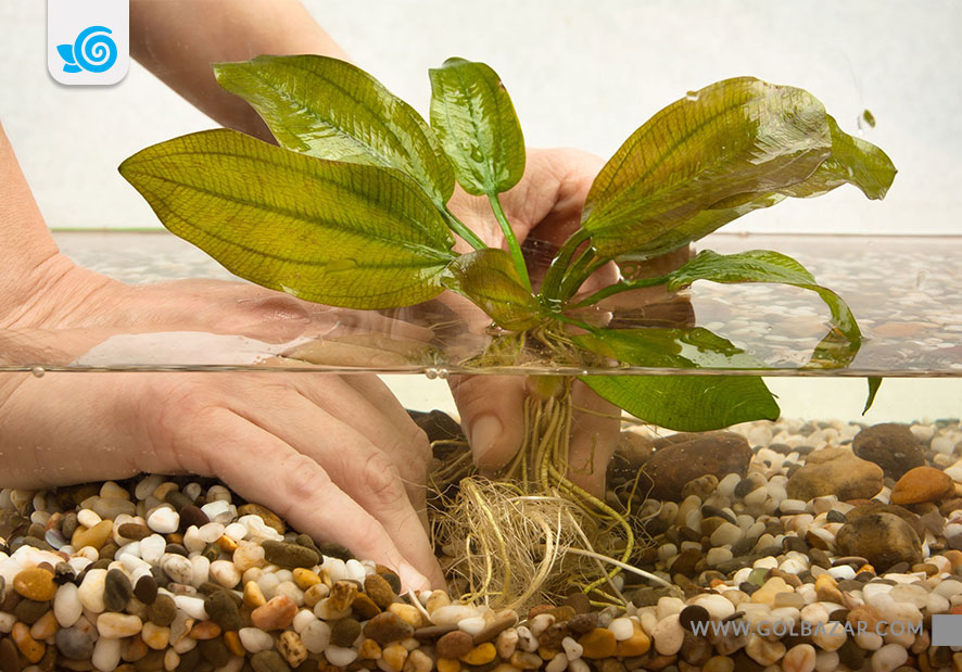 گیاه خنجری آبزی