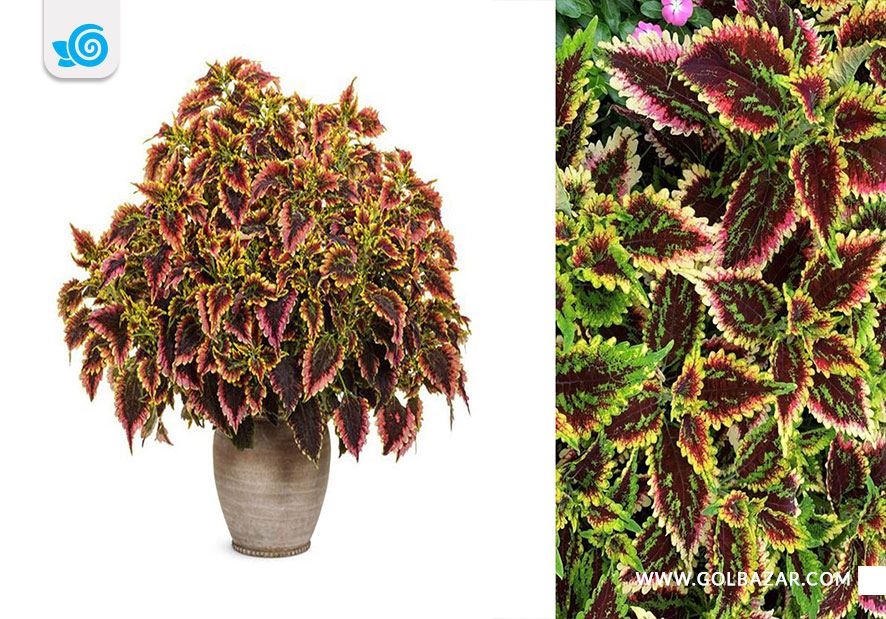 انواع حسن یوسف برگ رنگی