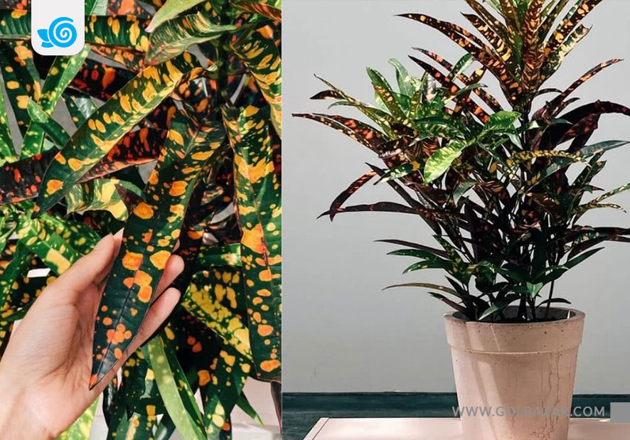 گل کروتون خالدار رنگی - کروتون رزولوت