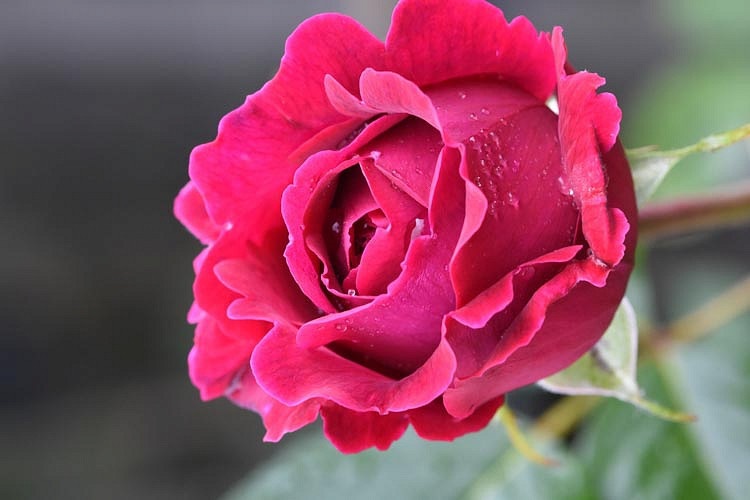 گل رز سرخ رونده