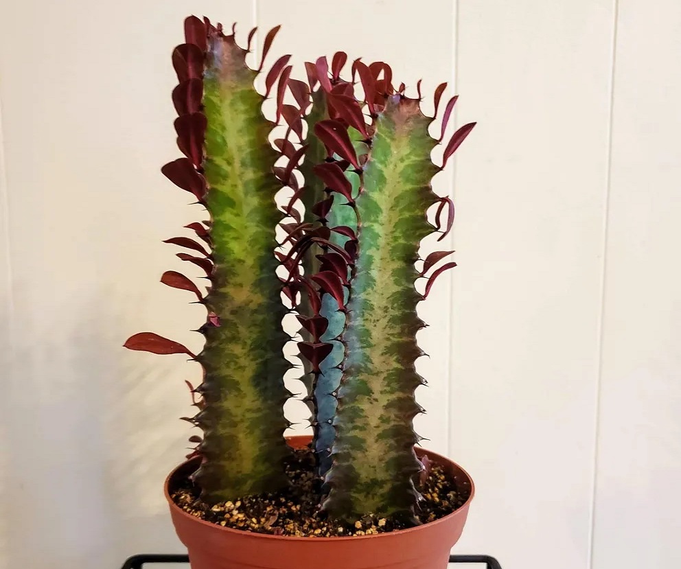 گل آپارتمانی لوکس