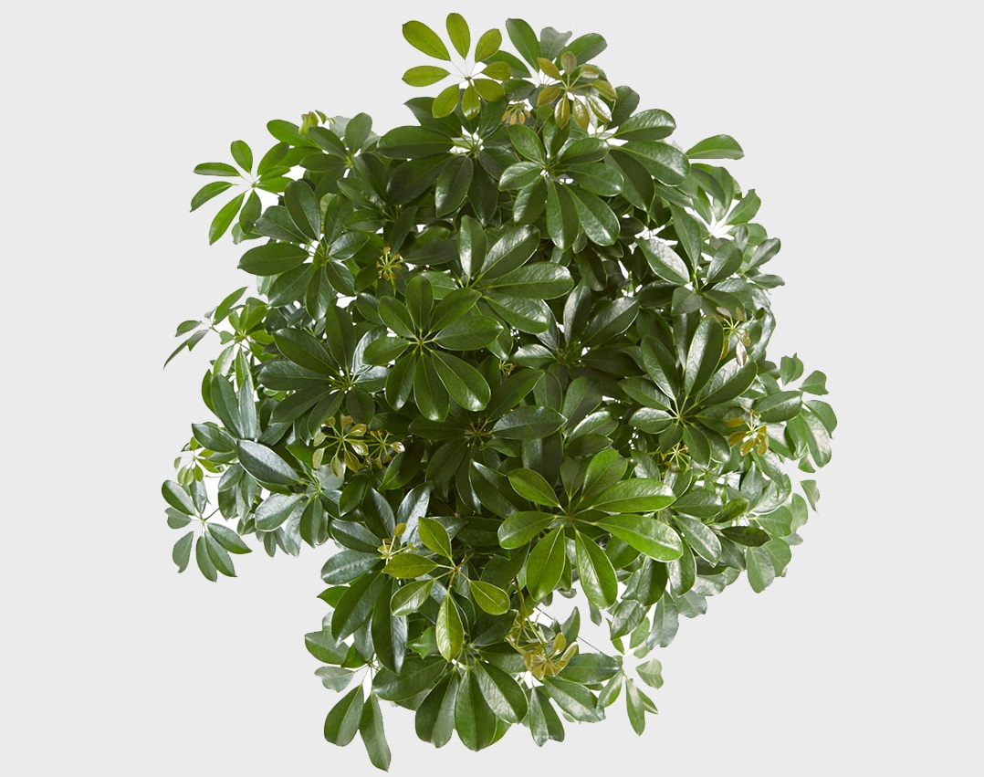 بیماری های گل شفلرا