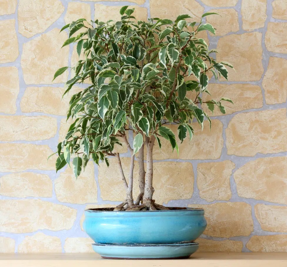 درختچه آپارتمانی