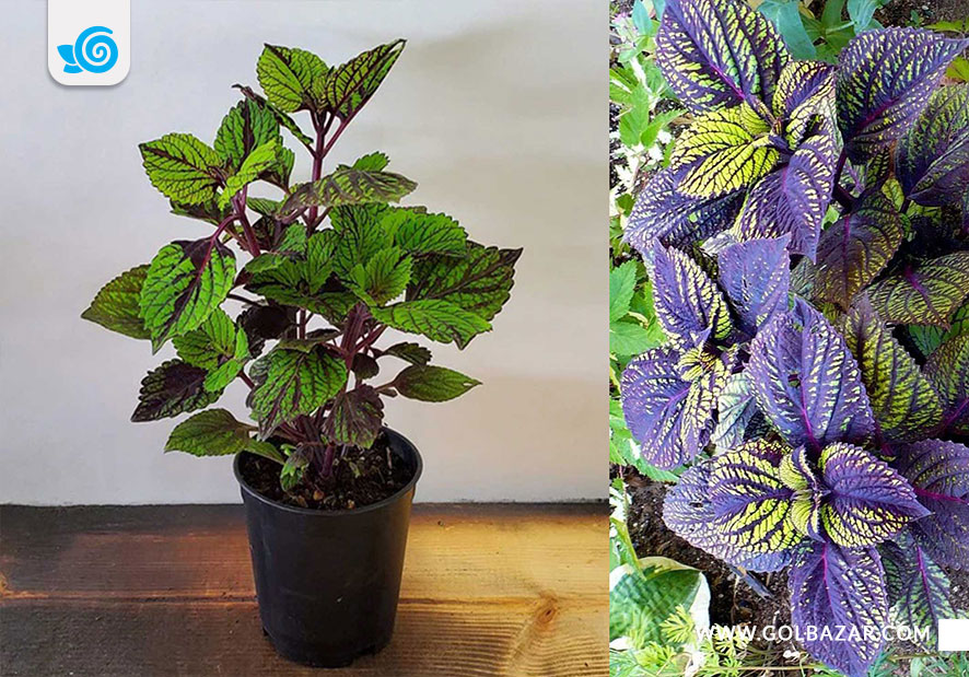 حسن یوسف - بنفش