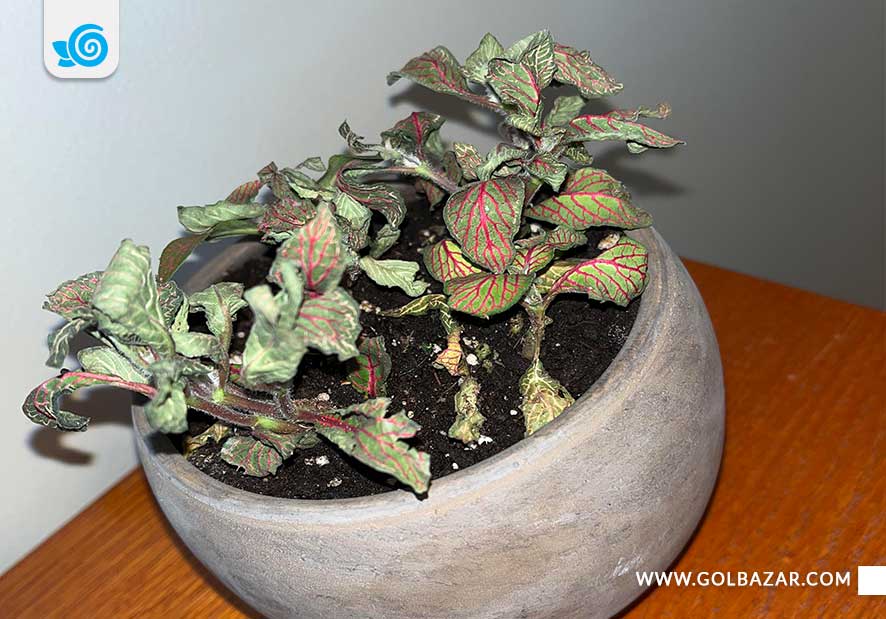 آفات گل فیتونیا